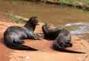 Brazil otter, ő gigantikus